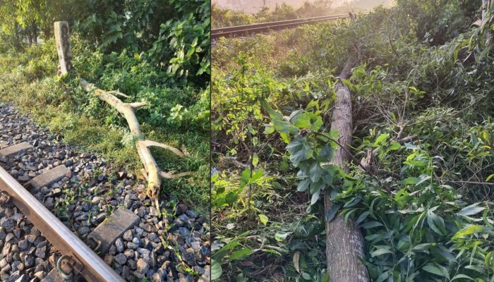ফেনীতে গাছ কেটে রেললাইনে ফেলে নাশকতার চেষ্টা