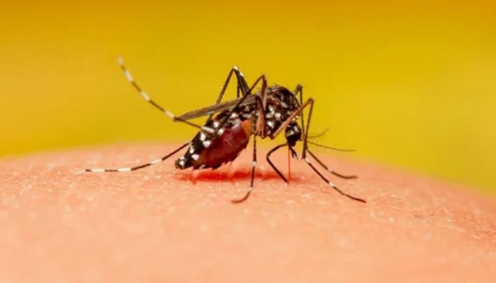 ​ডেঙ্গুতে তিনজনের মৃত্যু, ভর্তি ৮৩৩