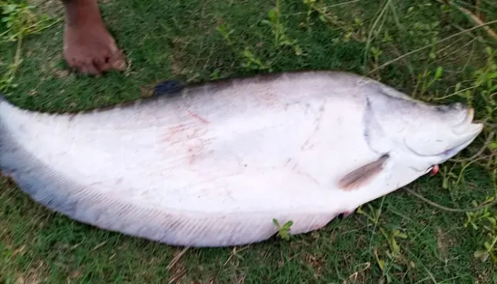 এক চিতল মাছের দাম ১৪ হাজার টাকা