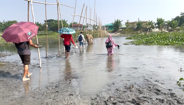 দুর্ভোগে চরাঞ্চলের শিক্ষকরা: পায়ে হেটে নদী পার হয়ে যেতে হয় বিদ্যালয়ে