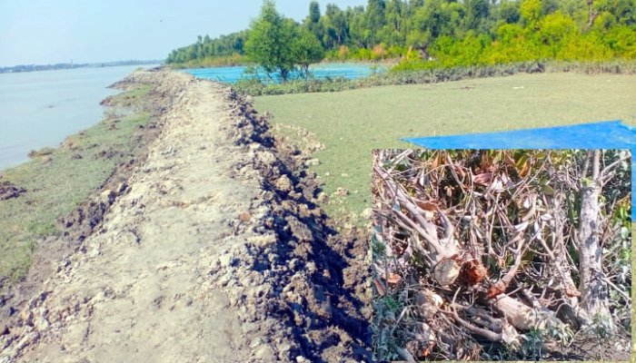 ​কলাপাড়ায় দখলের মুখে নদীতীরসহ সংরক্ষিত বনাঞ্চল