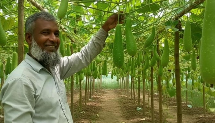 ​সবজি চাষে বদলে গেছে শাহজাহানের জীবন