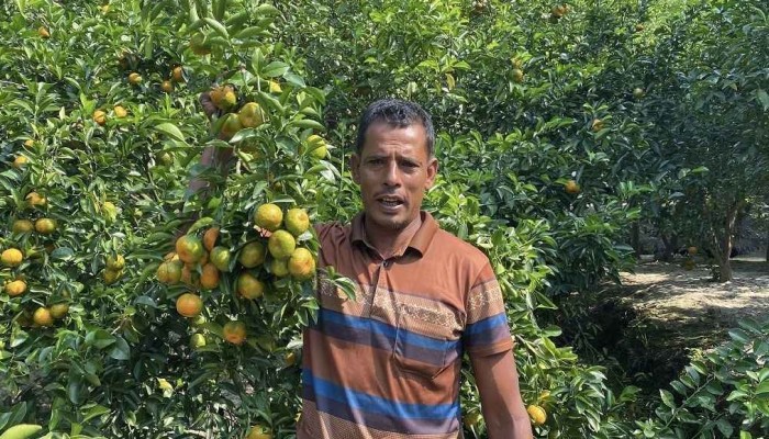 ​ইউটিউবে দেখে কমলা চাষে বাজিমাত