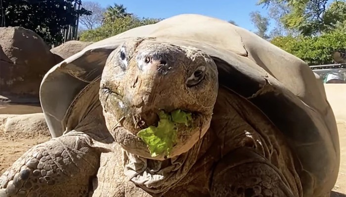 কষ্ট লাঘবে ১৪১ বছর বয়সী কচ্ছপকে মানবিক উপায়ে হত্যা
