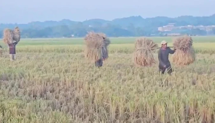 ​খাগড়াছড়ির বিস্তীর্ণ মাঠে সোনালি ধানের হাসি