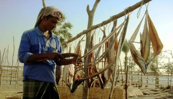 ​কুয়াকাটায় কেমিক্যালমুক্ত শুঁটকি তৈরির ধুম