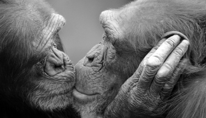 ঠোঁটে চুমুর উৎপত্তি দুই কোটি বছর আগে