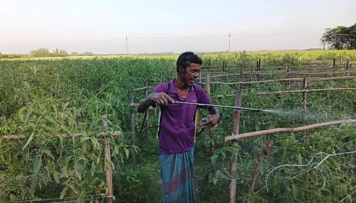 আগাম টমেটো চাষে ‘ফিল কার্ল’ ভাইরাসের হানা, দুশ্চিন্তায় কৃষক