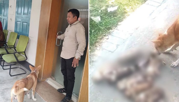 ​৮ কুকুরছানাকে হত্যা, অভিযুক্ত কর্মকর্তাকে সরকারি বাসা ছাড়ার নির্দেশ