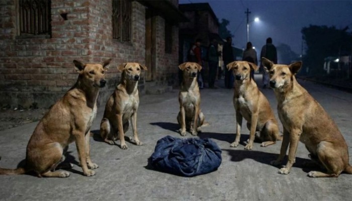 ​রাস্তায় ফেলে যাওয়া নবজাতককে রাতভর পাহারা দিল একদল কুকুর