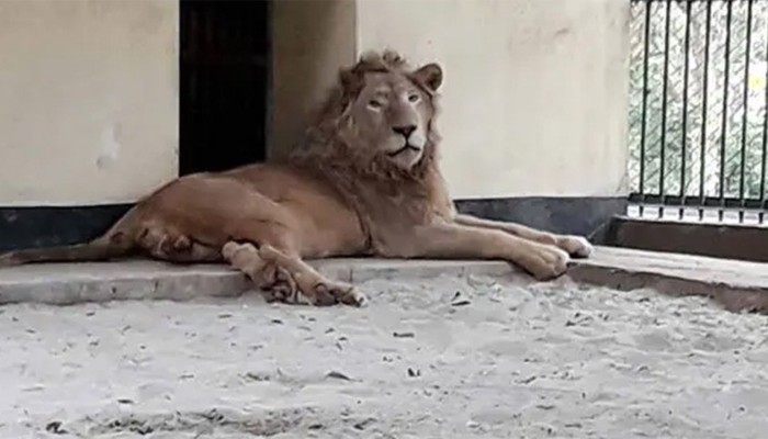 মিরপুর চিড়িয়াখানার খাঁচা থেকে বেরিয়ে গেছে সিংহ