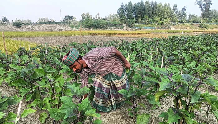 বেগুন গাছে ভাইরাসের আক্রমণ, ফলন নিয়ে শঙ্কা