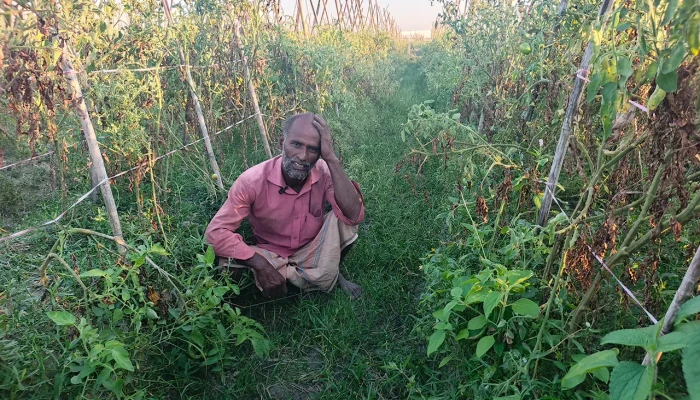 ‎আগাম টমেটো চাষ এখন কৃষকের গলার কাঁটা ‎