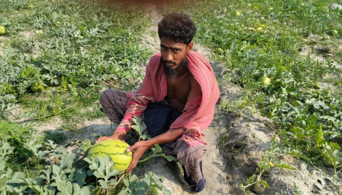 নদীঘেরা চরে সবুজ বিপ্লব, তরমুজ চাষে বদলাচ্ছে কৃষকের জীবন