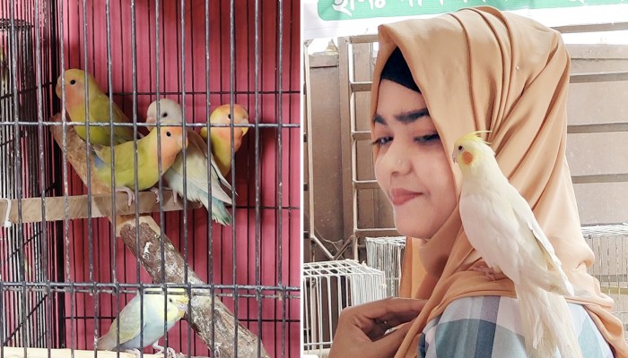 শখের খাঁচা থেকে স্বপ্নের খামার, পাখি পালনে সাবলম্বী দম্পতি