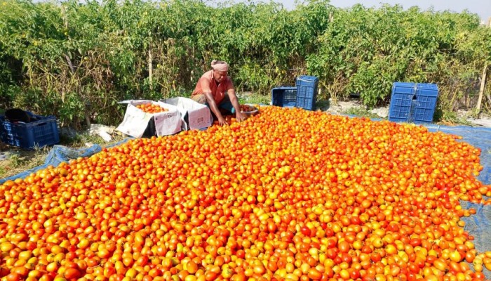​গোয়ালন্দে টমেটোর বাম্পার ফলন