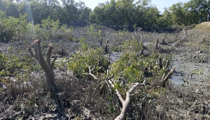 ​বন কর্মকর্তাদের হাত করে ৫ হাজার বাইন ও কেওড়া গাছ কেটে চিংড়ি ঘের