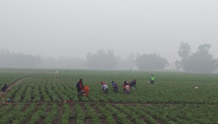 ​পঞ্চগড়ে সূর্যের দেখা মিললেও নেই উত্তাপ