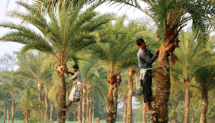 ​উদ্বেগ ছড়াচ্ছে নিপাহ: আক্রান্ত শতভাগ রোগীর মৃত্যু