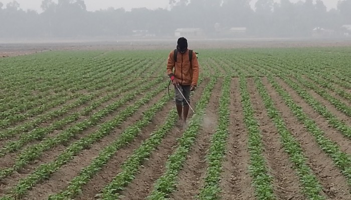 ​পাঁচ দিন ধরে দেশের সর্বনিম্ন তাপমাত্রা পঞ্চগড়ে