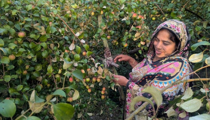 ​পটুয়াখালীতে বরই চাষে সফল নারী উদ্যোক্তা তাসলিমা