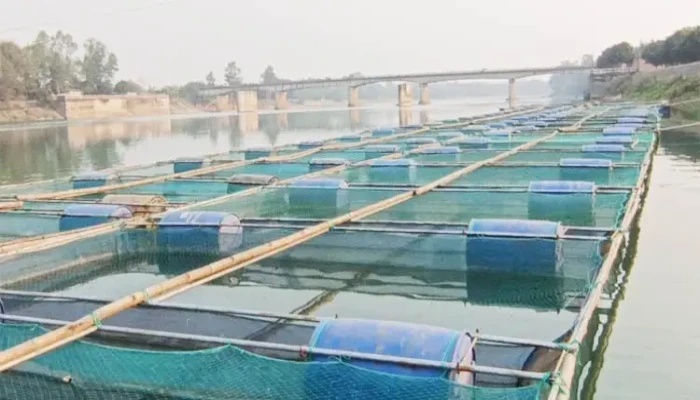 ​ভাসমান খাঁচায় মাছ চাষ করে সফল প্রবাসফেরত এনামুল