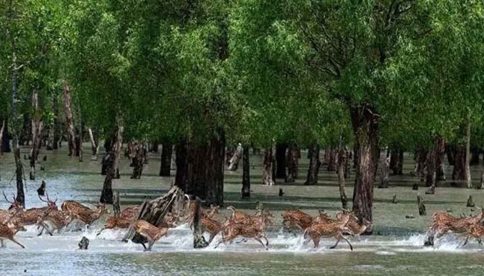 সাতক্ষীরা জেলাকে ‘এ’ ক্যাটাগরিতে উন্নীত করে প্রজ্ঞাপন