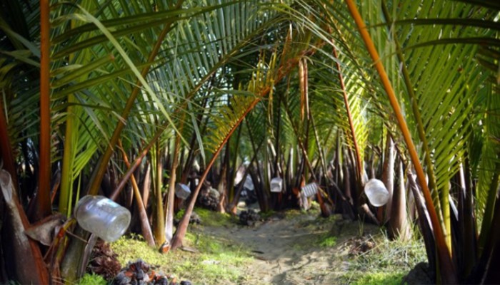 গোল চাষে আগ্রহ বাড়ছে উপকূলবাসীর : বেড়েছে  রস-গুড়ের কদর