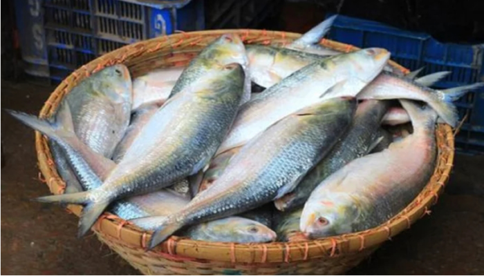 ​ইলিশ চাষের বিষয়ে যে সিদ্ধান্ত নিলো সরকার