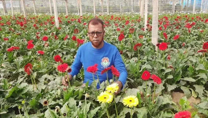 গদখালির ফুলচাষিদের শত কোটি টাকার ক্ষতি