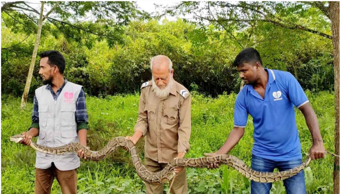 শরণখোলায় একবছরে ৫০ সাপ উদ্ধার