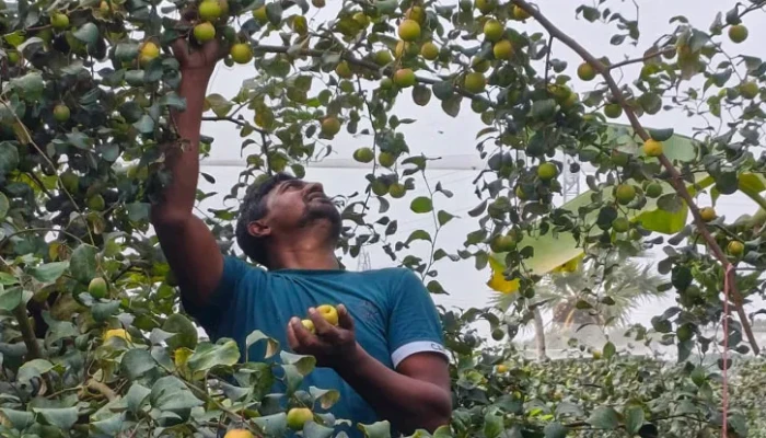 ​ঝালকাঠিতে ব্যবসা হারিয়ে কুল চাষে বছরে আয় ১২ লাখ টাকা