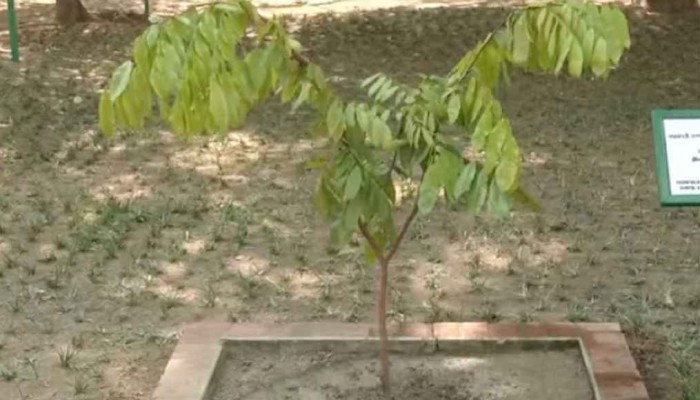 ​স্মৃতিসৌধ প্রাঙ্গণে পারিজাত গাছের চারা রোপণ করলেন প্রধানমন্ত্রী