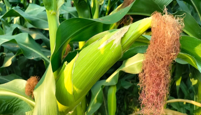 পাহাড়ি মাটিতে ভুট্টার সমৃদ্ধি, কৃষিতে নতুন দিগন্ত