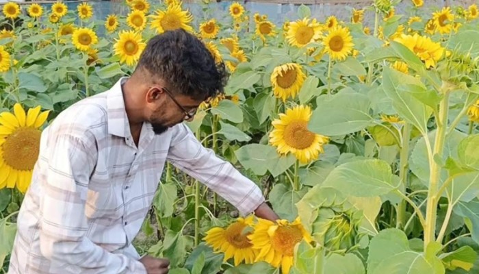 ​সূর্যমুখীর হাসিতে ভাগ্য বদলের স্বপ্ন চাঁদপুরের কৃষকদের