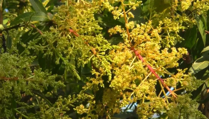 ​সাতক্ষীরায় আমের মুকুলের মৌ মৌ ঘ্রাণ