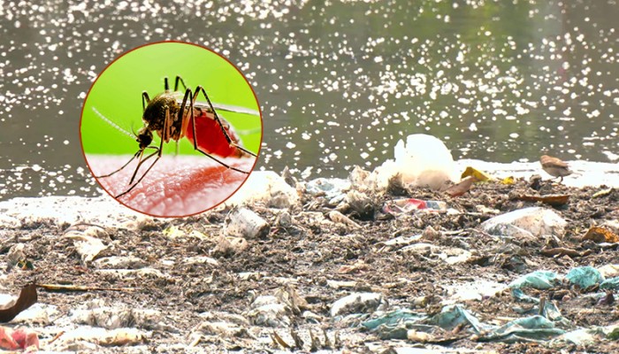 রাজধানীতে ভয়াবহ মশার উপদ্রব: ফেব্রুয়ারিতে বেড়েছে ৪০ শতাংশ