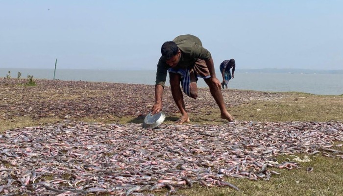 সংকটে উপকূলের শুঁটকি শিল্প