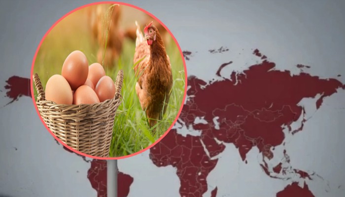 ​বাংলাদেশসহ ৪০ দেশের ডিম-মুরগি আমদানিতে সৌদির নিষেধাজ্ঞা