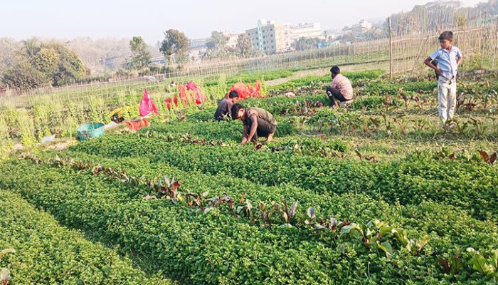 পাহাড়ে পুদিনার আবাদ: রমজান ঘিরে অর্ধকোটির বাণিজ্যের আশা