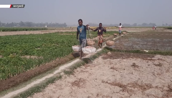 ​আলুর দামে ধস, বাম্পার ফলনেও হাসি নেই জয়পুরহাটের চাষিদের মুখে