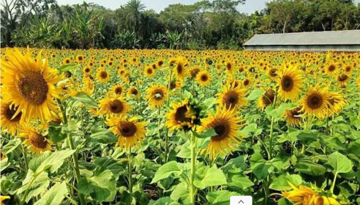 সূর্যমুখীর সোনা রঙে রঙিন খুলনার নোনা মাটি
