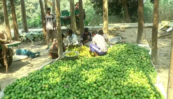 সব শয়তান লেবু বাগানে!