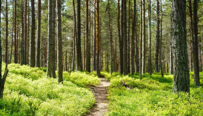 গলাকাটা অবস্থায় জঙ্গলে হাঁটছিল শিশুটি, অতঃপর...