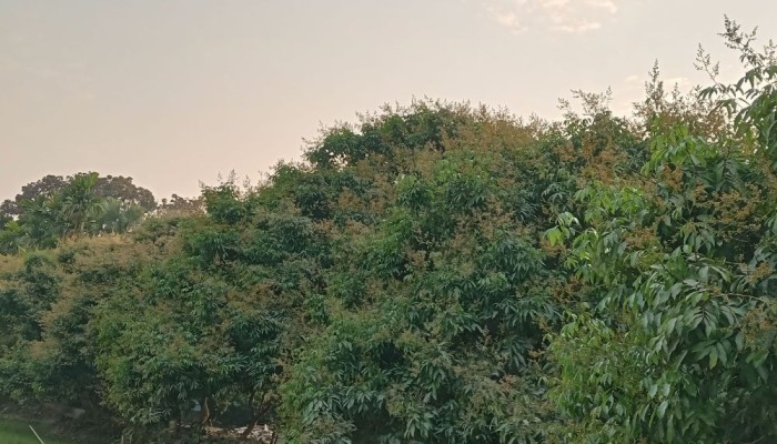 সবুজ পাতার ফাঁকে উঁকি দিচ্ছে লিচুর মুকুল