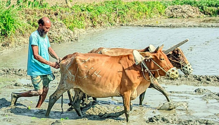 ৪০ বছর ধরে গরু দিয়ে চলছে হালচাষ