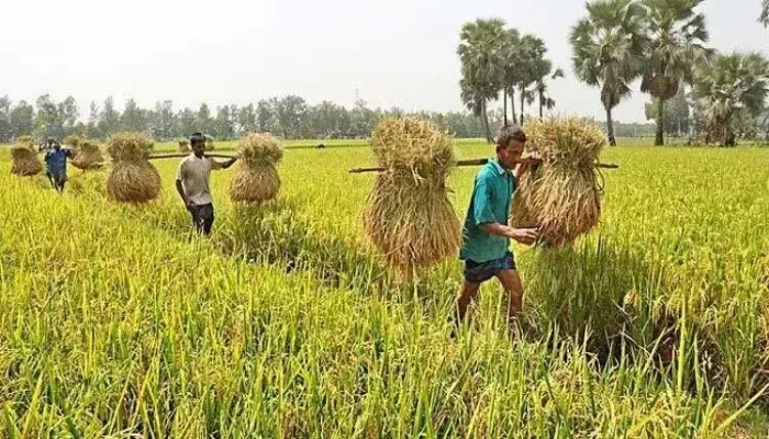 ১০ হাজার টাকার নিচে কৃষিঋণ মওকুফে ১৫৬৭ কোটি টাকা বরাদ্দ