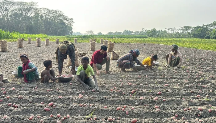 আলুর বাম্পার ফলনেও হাসি নেই কৃষকের মুখে