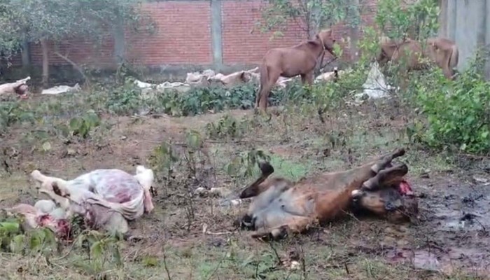 ​ঘোড়ার মাংস গরুর বলে বিক্রি, জীবিত ১১টি ও জবাইকৃত ৯টি উদ্ধার