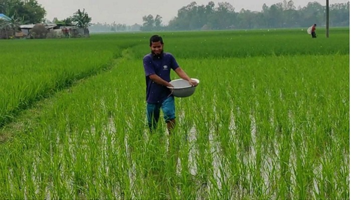 অস্থির সারের বাজার